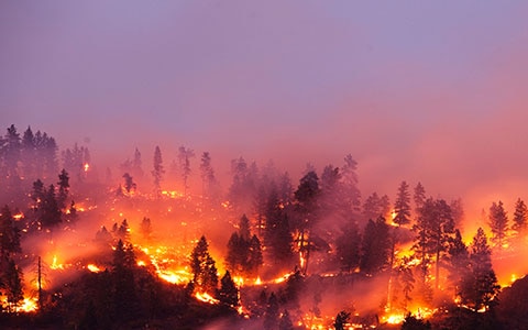 Wildfire in forest at night.